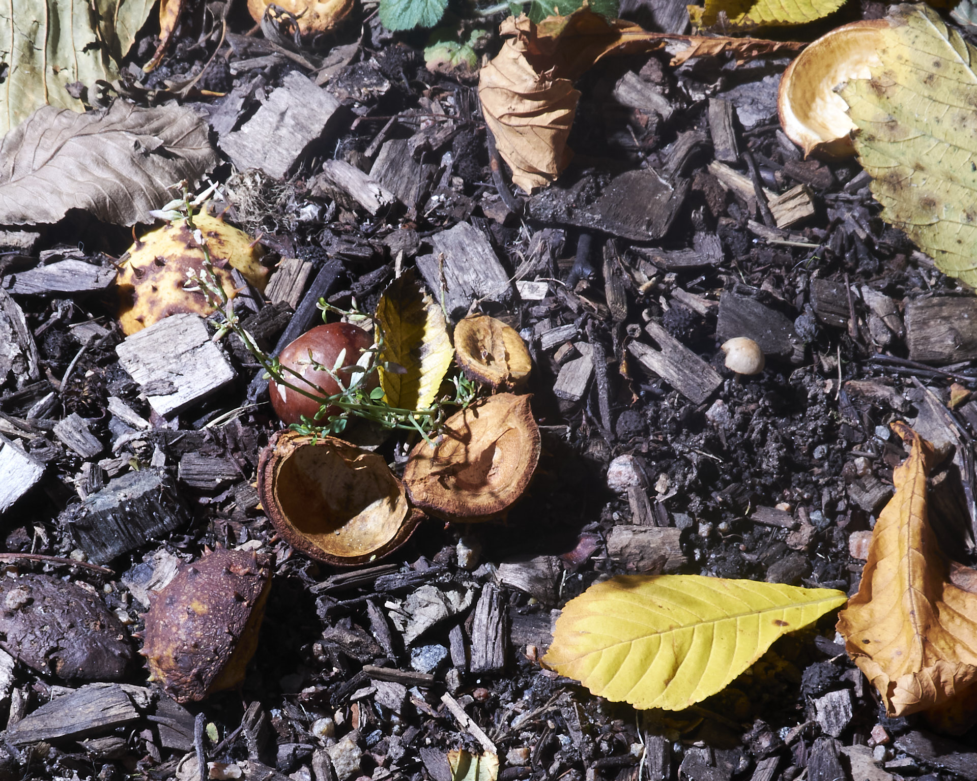 Image 1 of 6 from Soon - Click to view full size